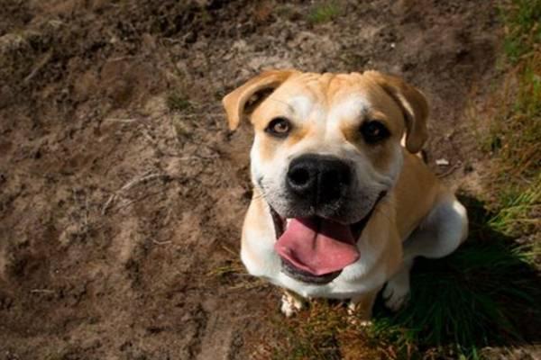 国产人与狗  第3张